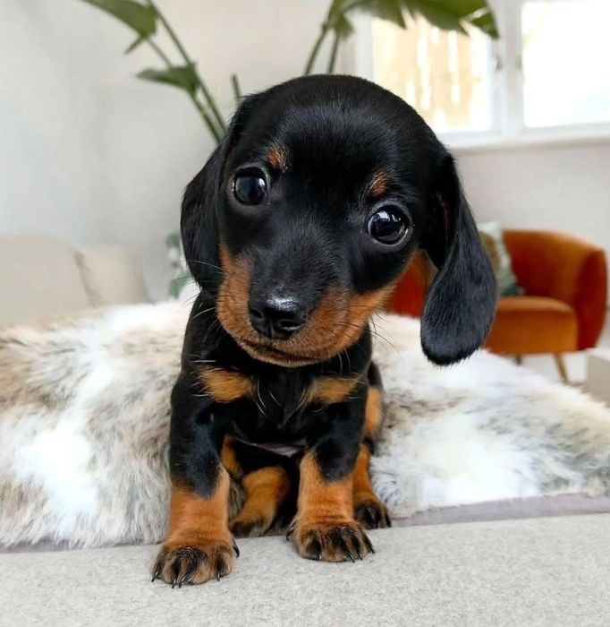 Кролячий чорнопідпалий таксик