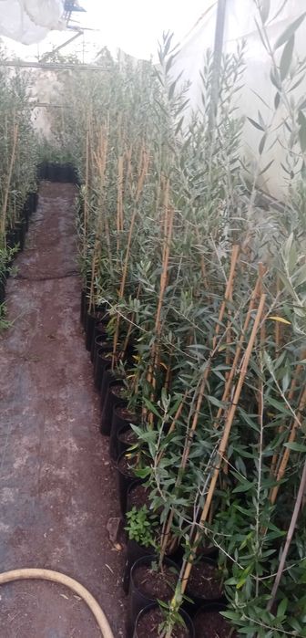 Oliveiras da variedade galega