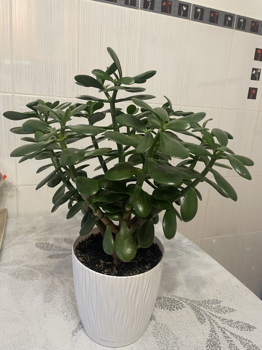 Грошове дерево вазон