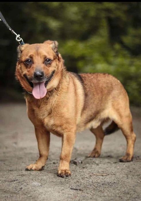 Niewielki piesek szuka domu  / do adopcji