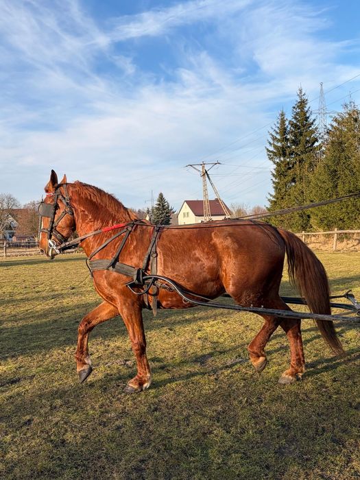 Klacz śląska, 5 letnia