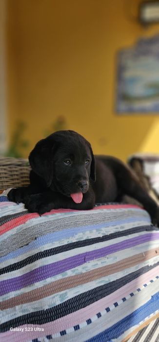 labrador retriever de alta qualidade