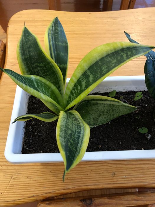 САНСЕВʼЄРА. Кімнатна рослина