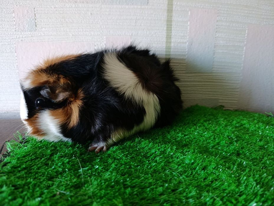 молодые морские свинки