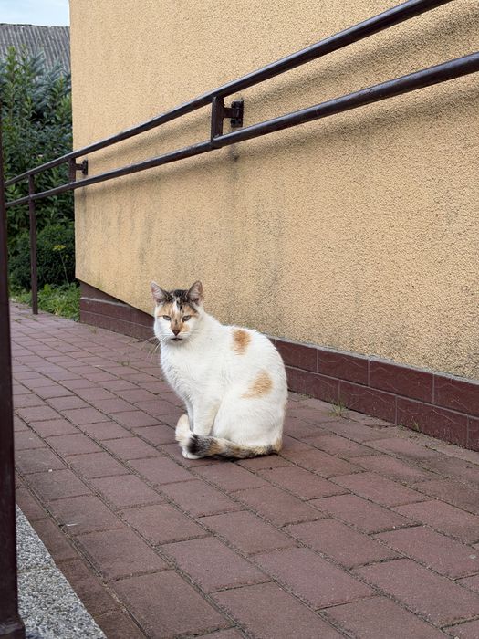 Błagamy o dom dla tej kotki!