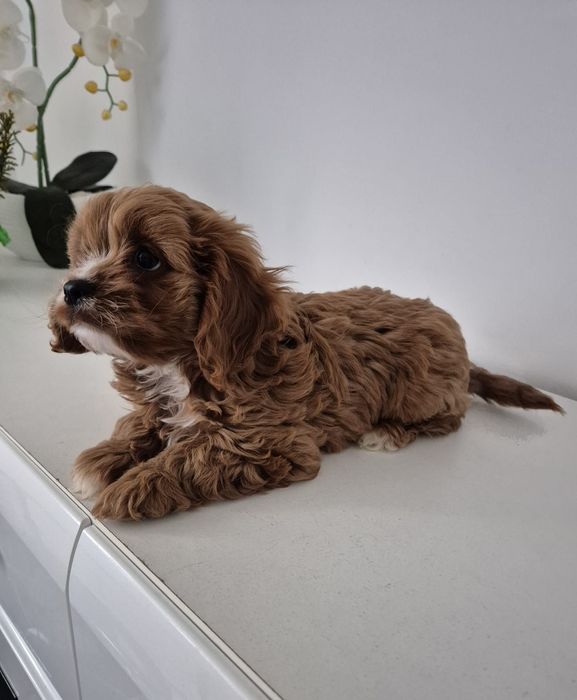 Piesek Cavapoo F1 Cavalier & Pudel