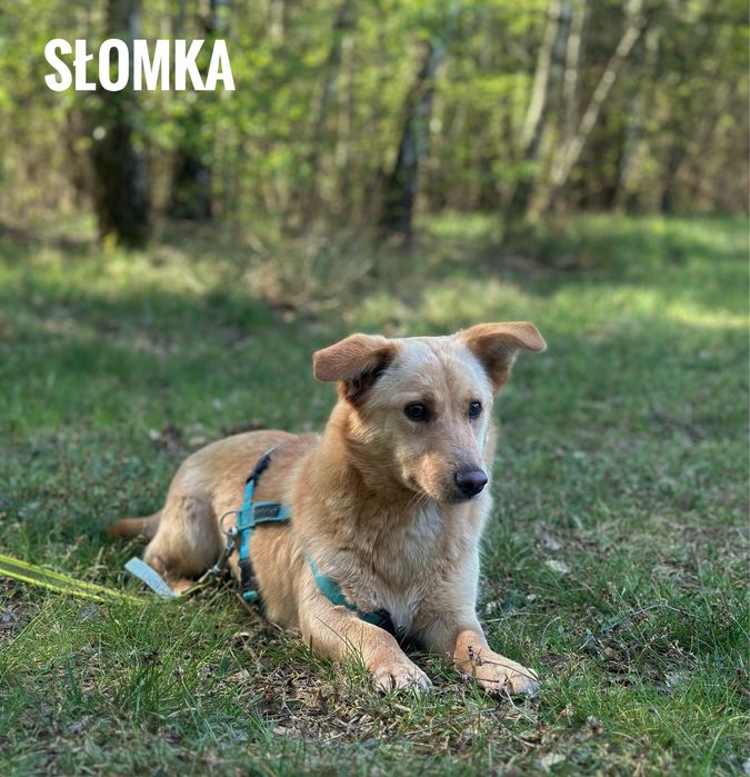 1 rok, 10 kg, słomka szuka domu. Adopcja