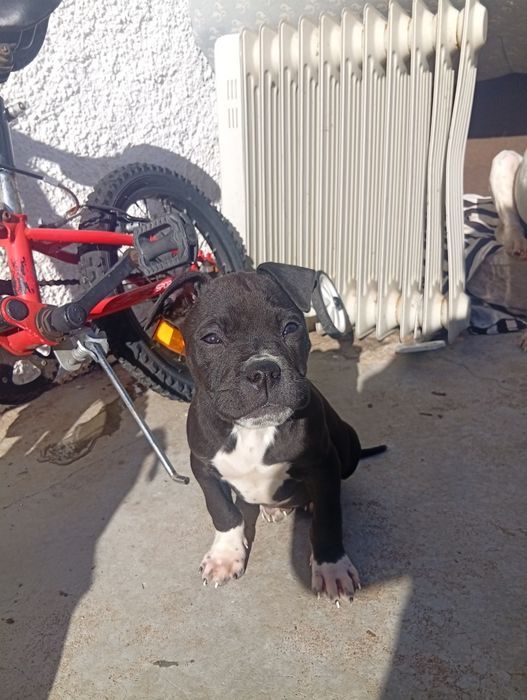 Cadelinha super meiga