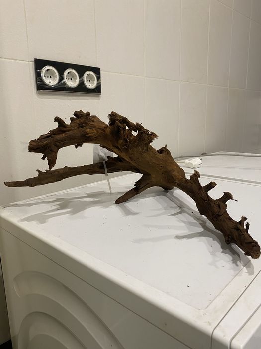 Коряга корч корень Мангровое дерево Малайзия