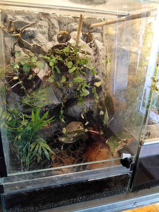4 Scynki wodne tropidophorus microlepis z terrarium
