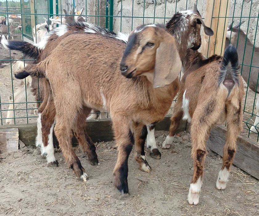 Koziołki, koziołek anglonubijski, miks An,