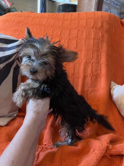 Yorkshire terrier femea miniatura excelente