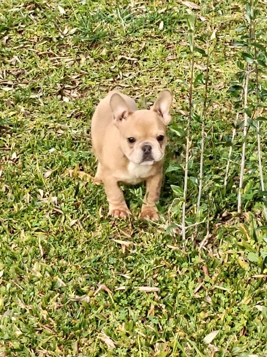 Bulldog Francês Lilac Fawn