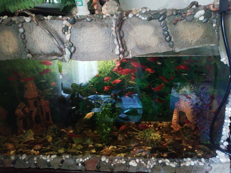 Аквариум ручной работы