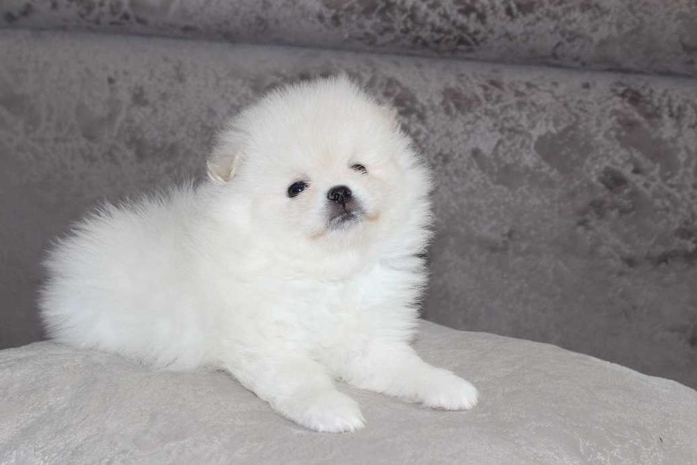 Дітки-красопетки висої якості.