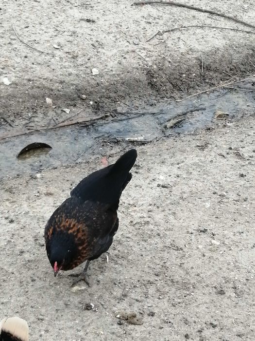 Aves de capoeira galo ilhéu