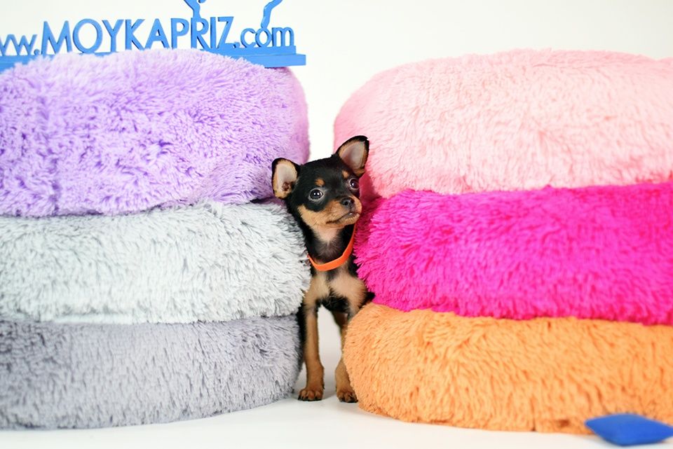 Мальчик чёрного окраса