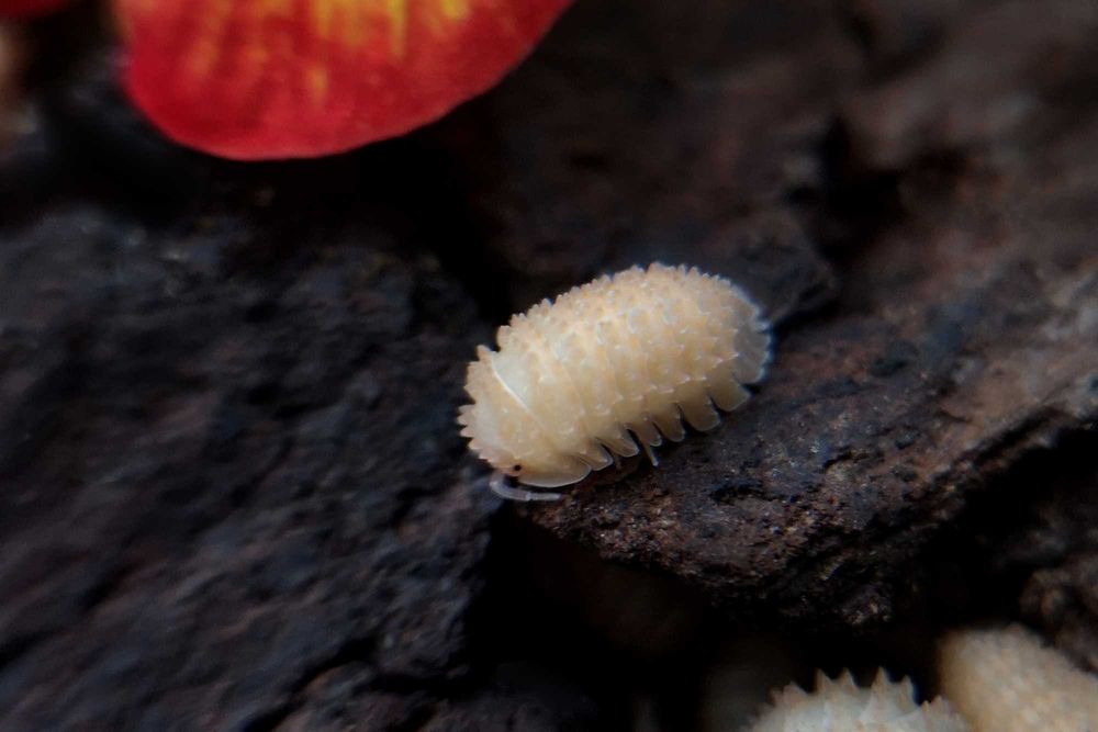 Cristarmadillidium muricatum Kulanki Stonogi Izopody Prosionki Ślimaki