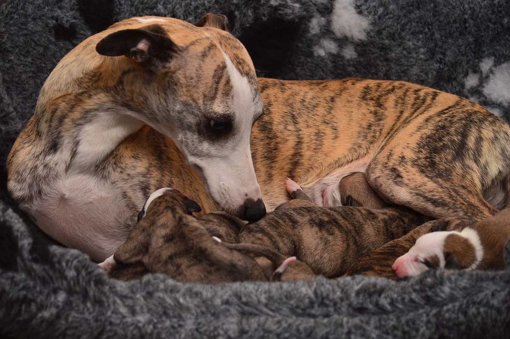 whippet płowa suczka, rodowód FCI