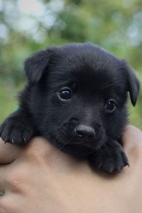 Щеночки в хорошие руки