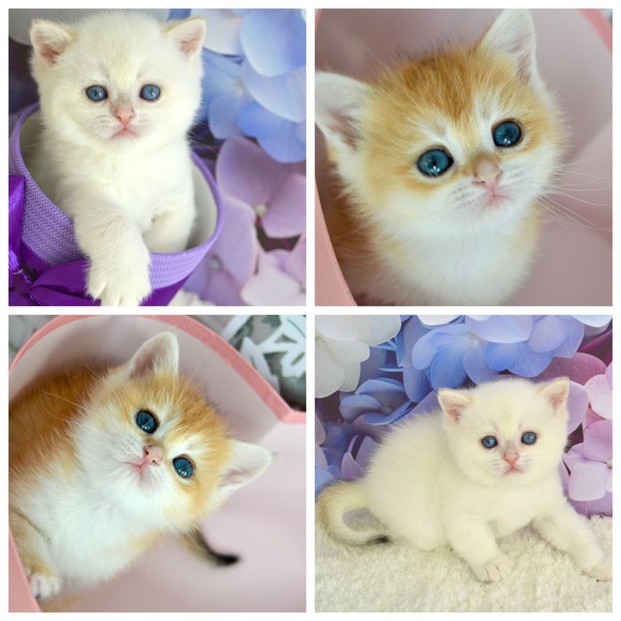 Британська золота шиншила/ кошенята золоті/білі голубоглазі