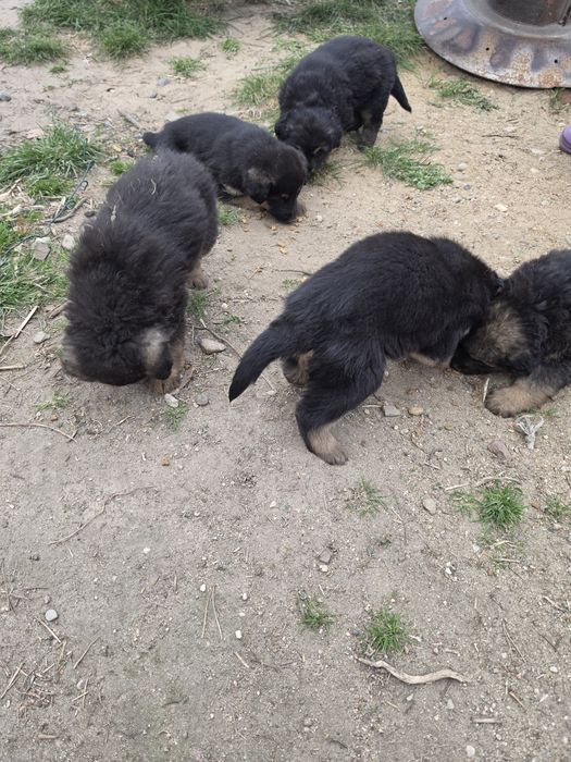 Oddam za darmo owczarki