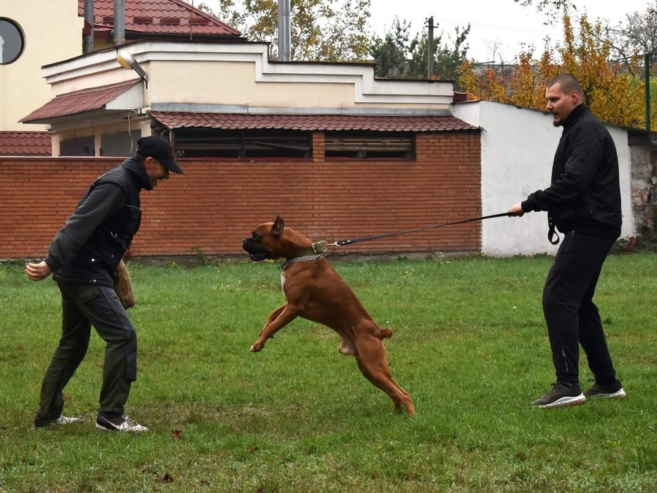 Дрессировка собак Кривой Рог