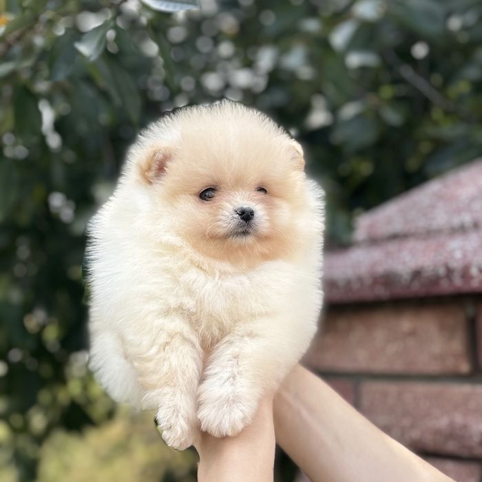 лялькова дівчинка тип ведмедика