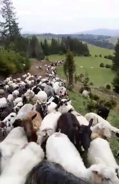 Бринза  з козячого та овечого молока