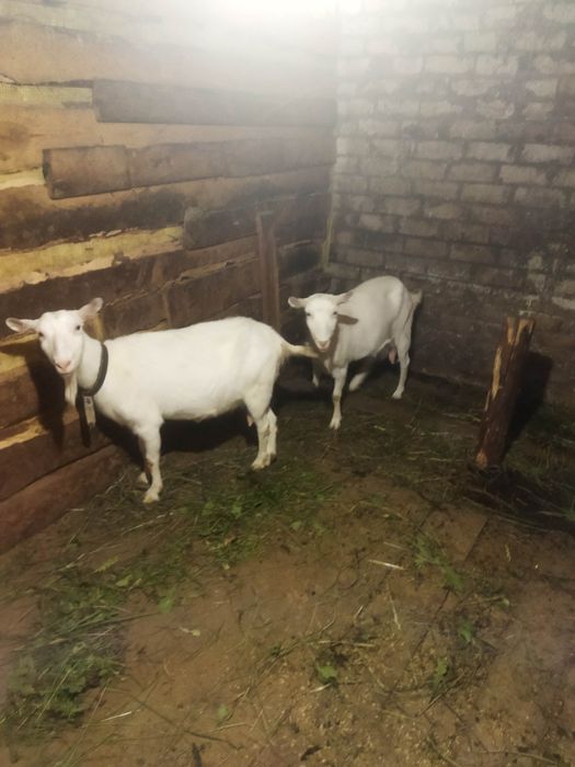Продам дойных коз
