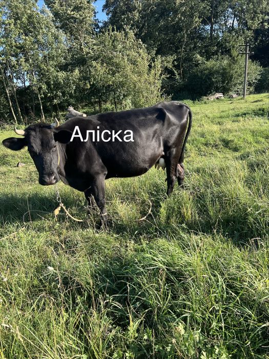 Продаються корови
