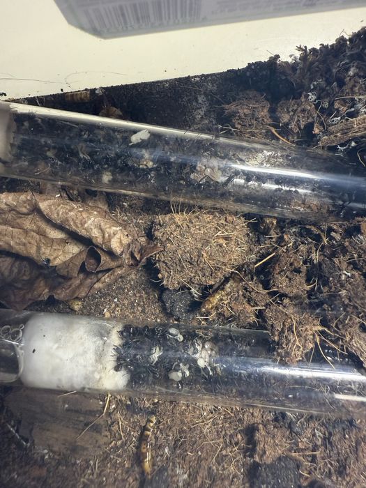 Продам колонию муравьев вида Aphaenogaster senilis