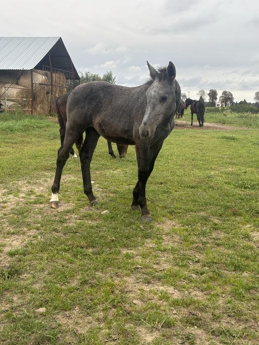 Sprzedam odsadki klaczki ślaskie