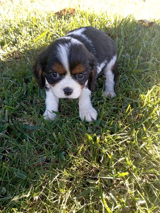King Charles cavalier macho tricolor