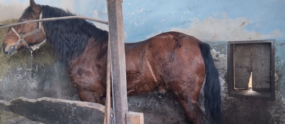 Продам коня, спокійного