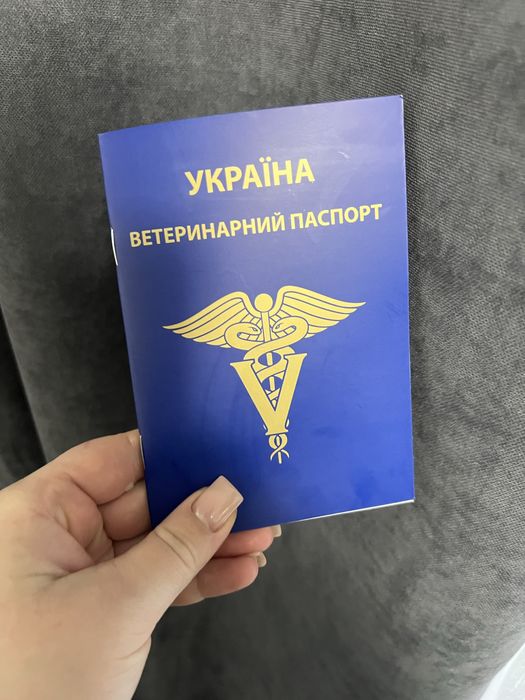 Мальтіпу Ред браун