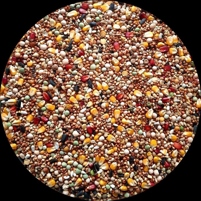 Karma dla Gołębi Bez Pszenicy BP