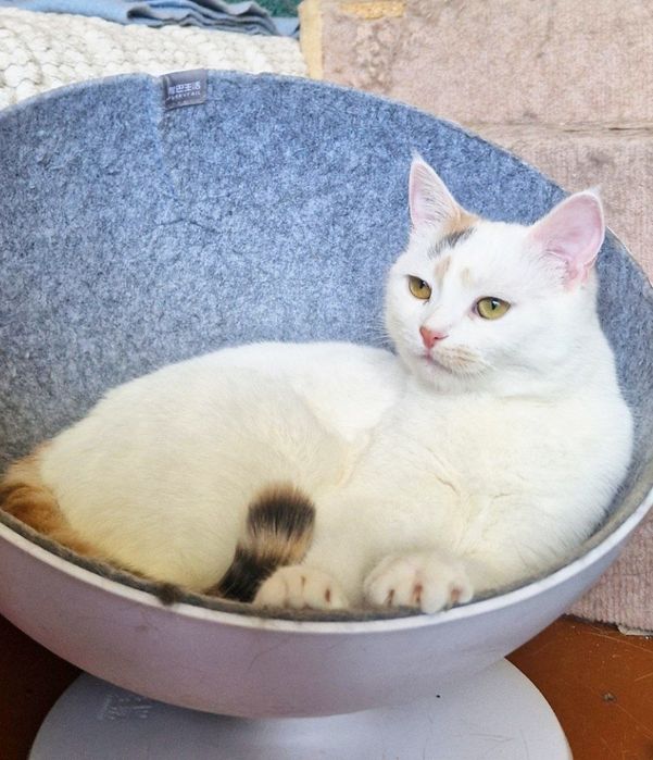 Котенок Веснушка 8 мес  ищет дом!