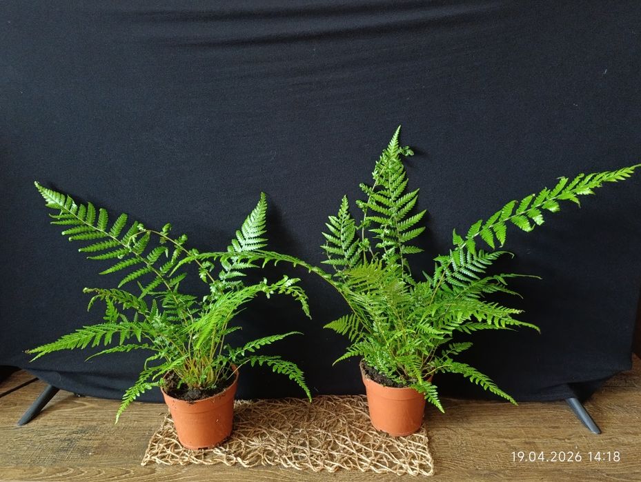 Диксонія (Dicksonia) — рід папоротей, ряду Filicales вид папороті кімнатної