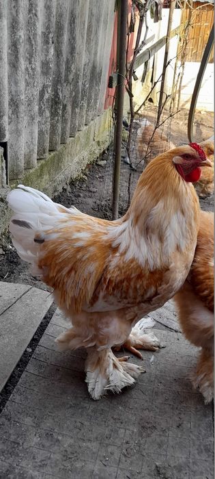 Інкубаційні яйця курей породи Брама лимон