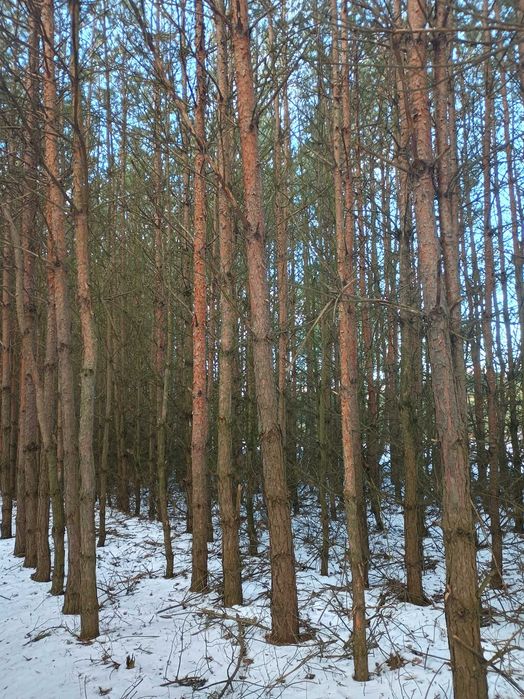 Drzewo sosnowe, tyczki, stemple budowlane do wlasnej wycinki