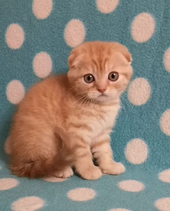Эшли ( скоттиш фолд)