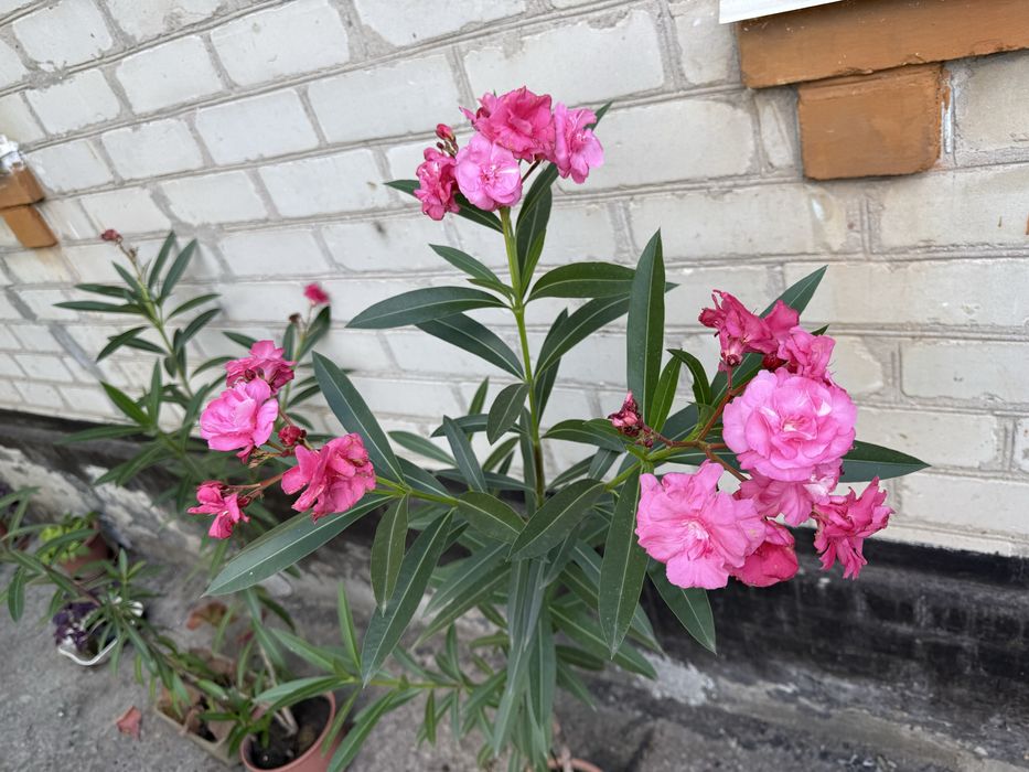 Олеандр 1 м. комнатный цветок, высокий самовывоз, растение