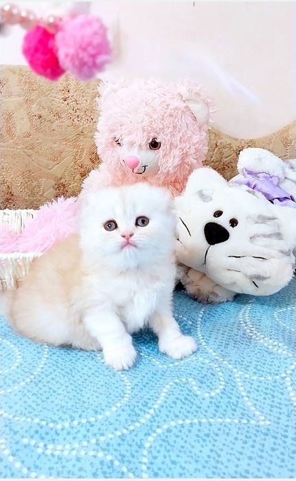 Справжня красунечка зеленоока шотландочка Скотіш фолд