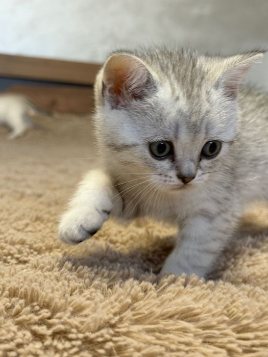 Шотландські коти
