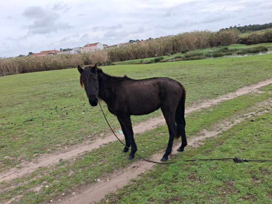 Vendo cavolos mansos
