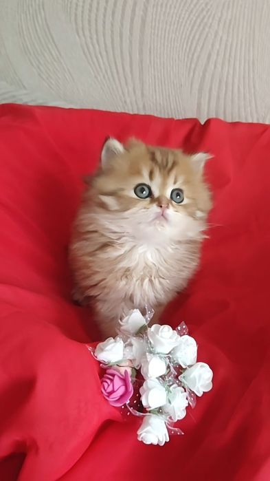 Золотая шиншилла  длинношерстный мальчик