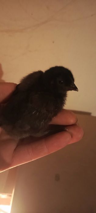 Ayam Cemani - Białe i Czarne pisklaki.