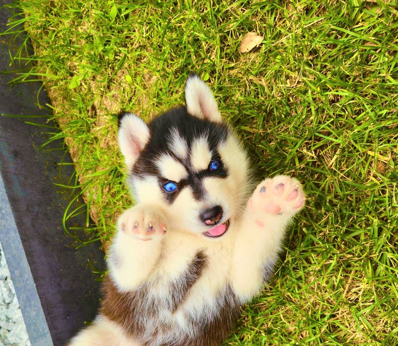 Szczeniak Siberian Husky rodowód ZKwP FCI Champion Puppy Pedigree