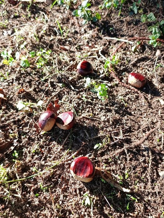 Castanhas  2.5/k
